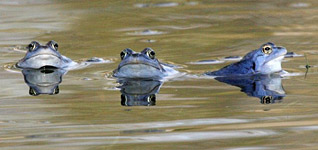 Moor Frog (Rana arvalis)