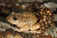 Common Midwife Toad (Alytes obstetricans)