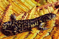   (Ambystoma mavortium)