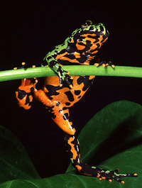 European Fire-bellied Toad (Bombina bombina)