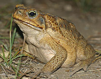   (Bufo marinus)