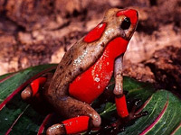   (Dendrobates histrionicus)