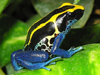   (Dendrobates tinctorius)