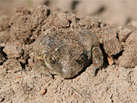 Common Spadefoot (Pelobates fuscus)