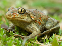 Common Spadefoot (Pelobates fuscus)