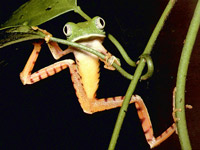 Rana Lemur Naranja (Phyllomedusa tomopterna)