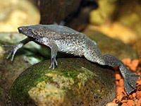 Carvalho's Surinam Toad (Pipa carvalhoi)