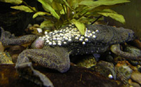 Carvalho's Surinam Toad (Pipa carvalhoi)