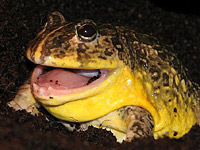 African Bullfrog (Pyxicephalus adspersus)