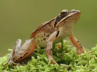 Agile Frog (Rana dalmatina)