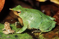   (Rhinoderma darwini)