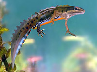   (Triturus vulgaris)