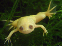 African clawed frog (Xenopus laevis)