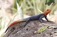   (Agama agama)