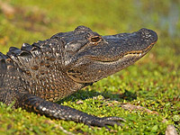   (Alligator mississippiensis)