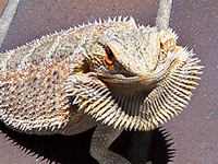   (Amphibolurus barbatus)