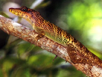   (Anolis vermiculatus)