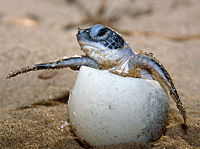   (Dermochelys coriacea)