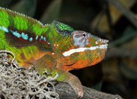   (Furcifer pardalis)