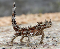  (Moloch horridus)