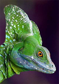  (Plumed Basilisk)