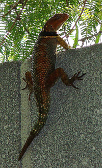   (Sceloporus jarrovii)