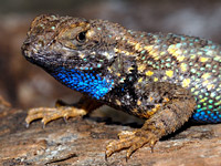   (Sceloporus occidentalis)