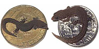   (Sphaerodactylus ariasae)