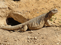  (Uromastyx aegyptius)