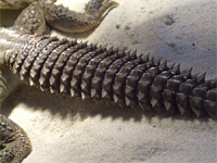  (Uromastyx aegyptius)