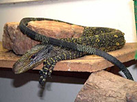    (Varanus salvadorii)